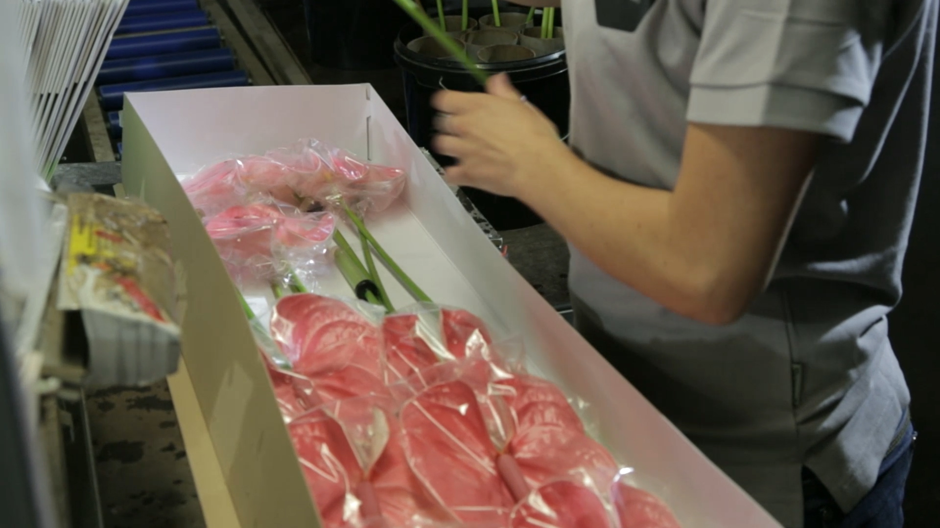 Packing Anthurium cut flowers