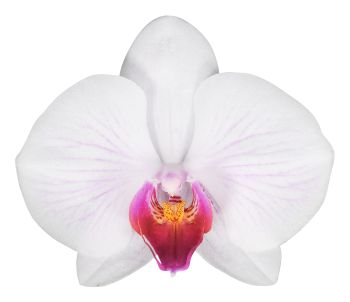 Novelty Orchid flower Anthura Denver