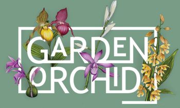 Start of Garden Orchid season